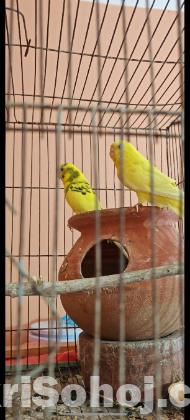 বাজিগর পাখি ৬টি বাচ্চা সহ বিক্রি হবে